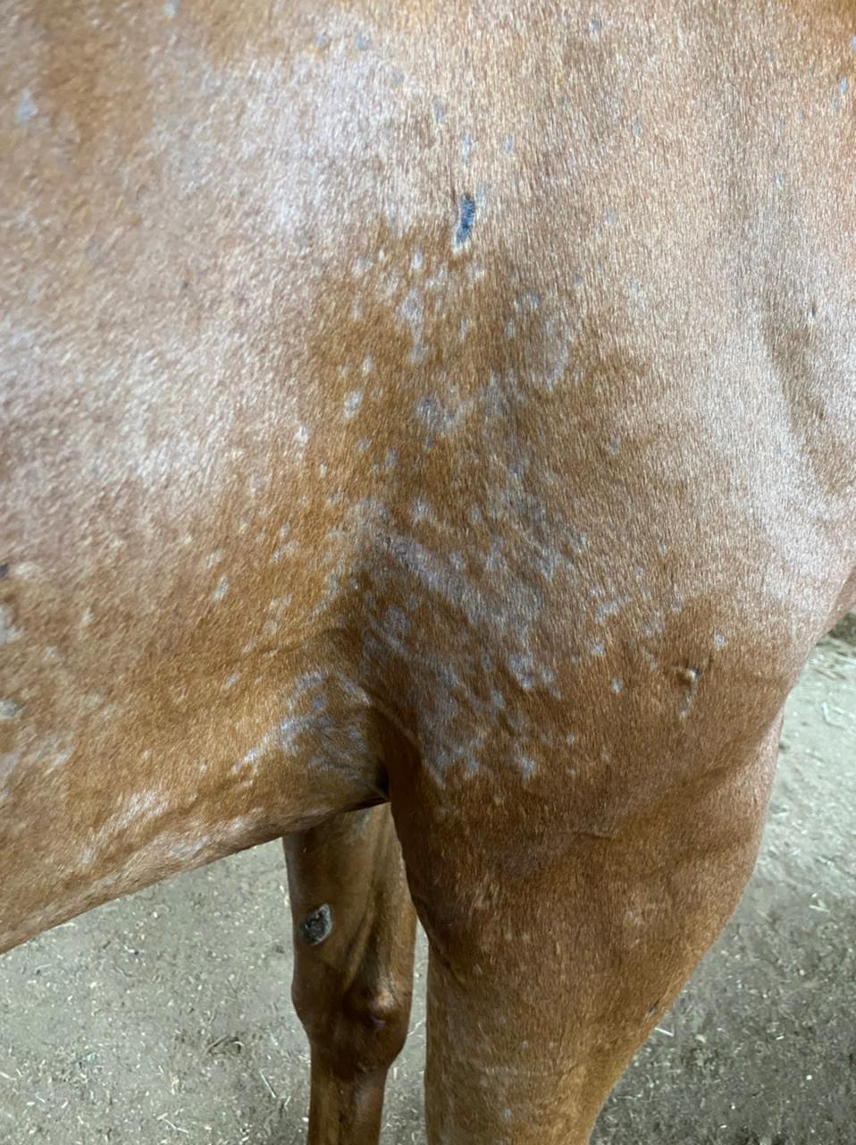 Tudo saber sobre a dermatite de quartela de cavalo - Royal Horse